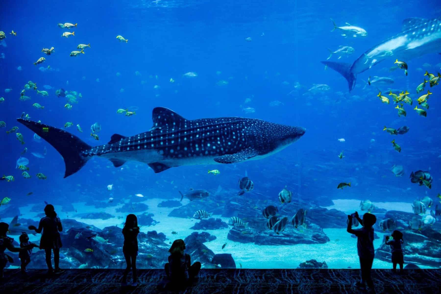 Underwater tunnel at the National Aquarium of Malta